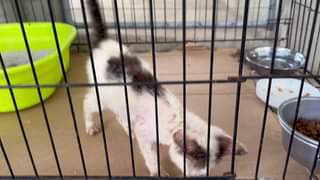 Another self checked in kitten They know where to go… ARRF DAVAO INC.