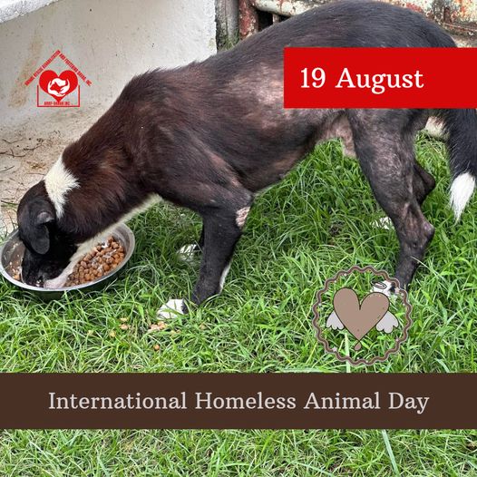 BE KIND TO ALL KINDS  On this International Homeless Animals Day, let’s come tog…