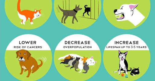 Educational Saturday The Importance of Spaying and Neutering Did you ARRF DAVAO INC.