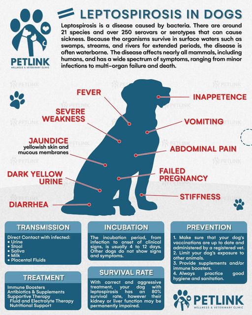 Maulan man o hindi mag ingat sa daga LEPTOSPIROSIS ALERT ARRF DAVAO INC.