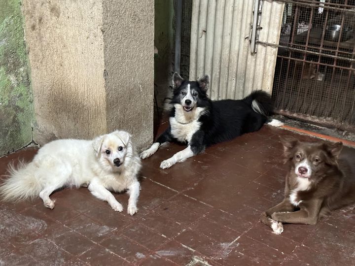 May meeting ang mga senior dogs… ARRF DAVAO INC.