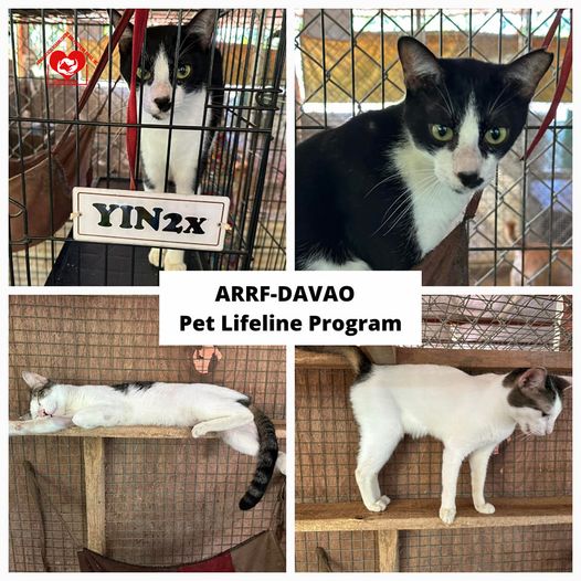 Meet Yin2x and Yang2x When you look at them they ARRF DAVAO INC.