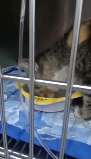 Our Squammy is finally eating She is FIV positive and ARRF DAVAO INC.