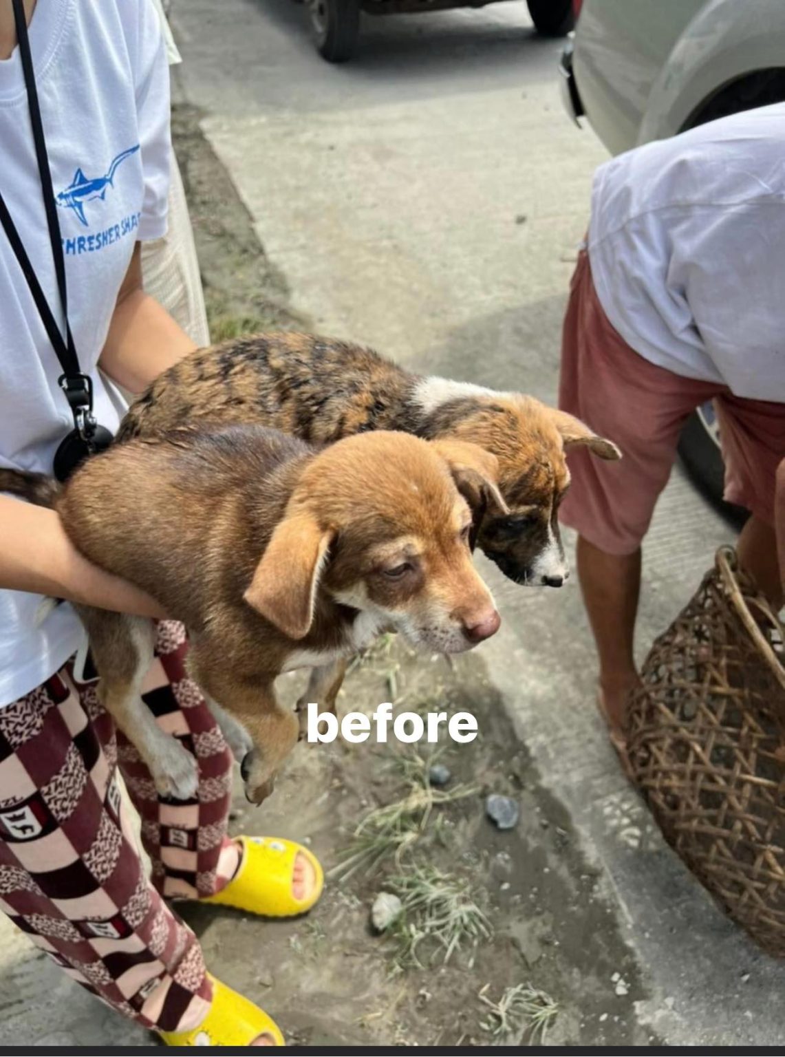 Part 2
 Ito na yung 2puppies na kasama ni Nama. Ang akala namin 2 adult dogs lan…