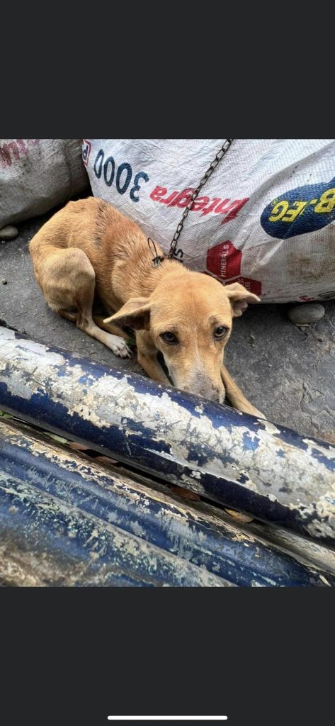 Part 3 Heto si Nasu Nang nirescue namin sila halos ARRF DAVAO INC.