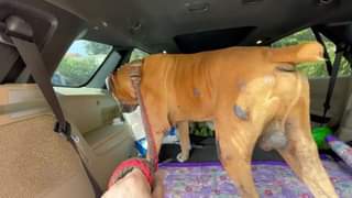 Remember Paquiao the Boxer dog endorsed to uS by USAR 911 last 2020. 
 We rushed…