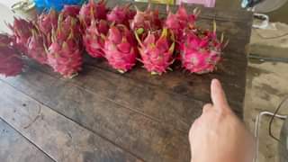 Selling dragon fruit for a cause 200kg only ARRF DAVAO INC.