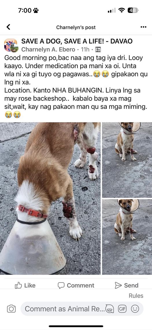 This could be your dog Ichecj tawon inyong mga iro ARRF DAVAO INC.