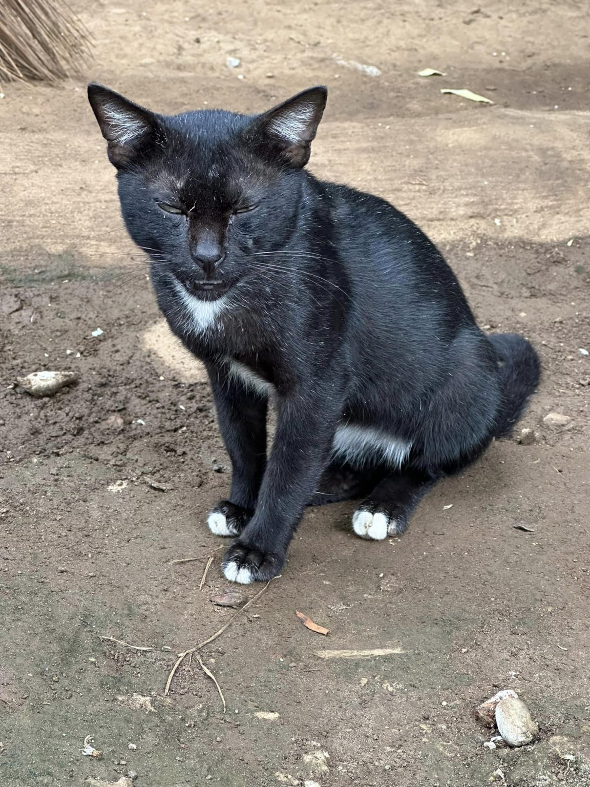 This is White Toes, obviously because of his toes .  He is a adopt-me-self-check…