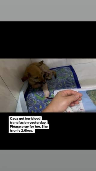 UPDATE ON CACA BLOOD TRANSFUSED LAST NIGHT Thank you to ARRF DAVAO INC.