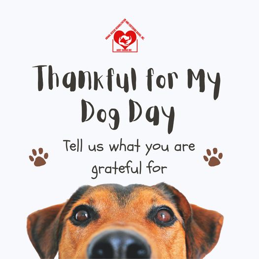 Happy “Thankful for My Dog Day”!   Today, let’s celebrate the furry friends who…