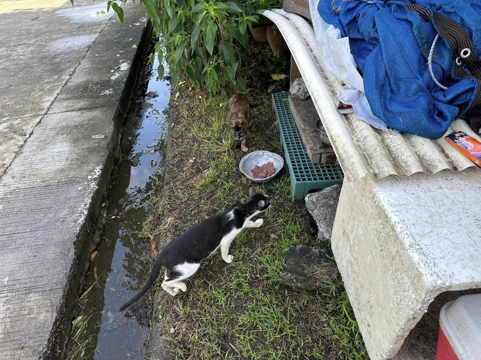 Some of the ferals we feed daily 2x a day with standby pellets. Ang daming absen…