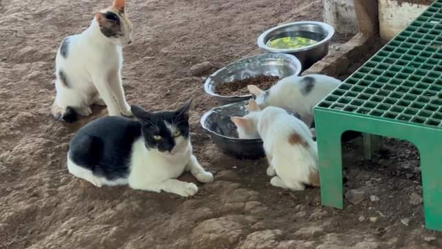 Cat magnet ata ako ah Gang dito ba naman sa ARRF DAVAO INC.