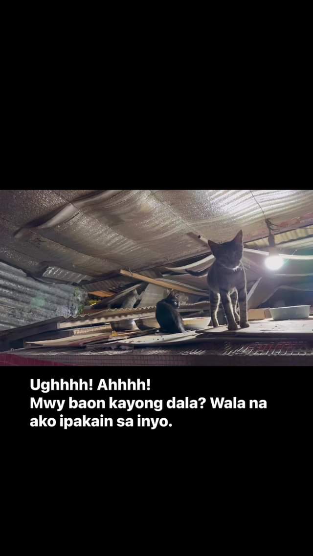 Dinalhan na naman ako ni Maldita ng mga anak niya! #catsoffacebook #animalrescue…