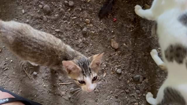 Its NATIONAL FERAL CAT DAY Sa lahat ng pinapakain namin ARRF DAVAO INC.