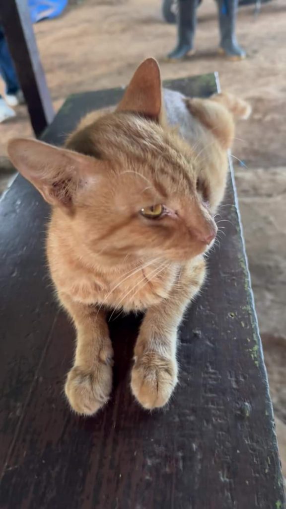 Nang dumating sa farm ok pa sya Kumakain lang ito ARRF DAVAO INC.