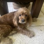 Baka may naka keep Missing dog Juna area My Nala ARRF DAVAO INC.