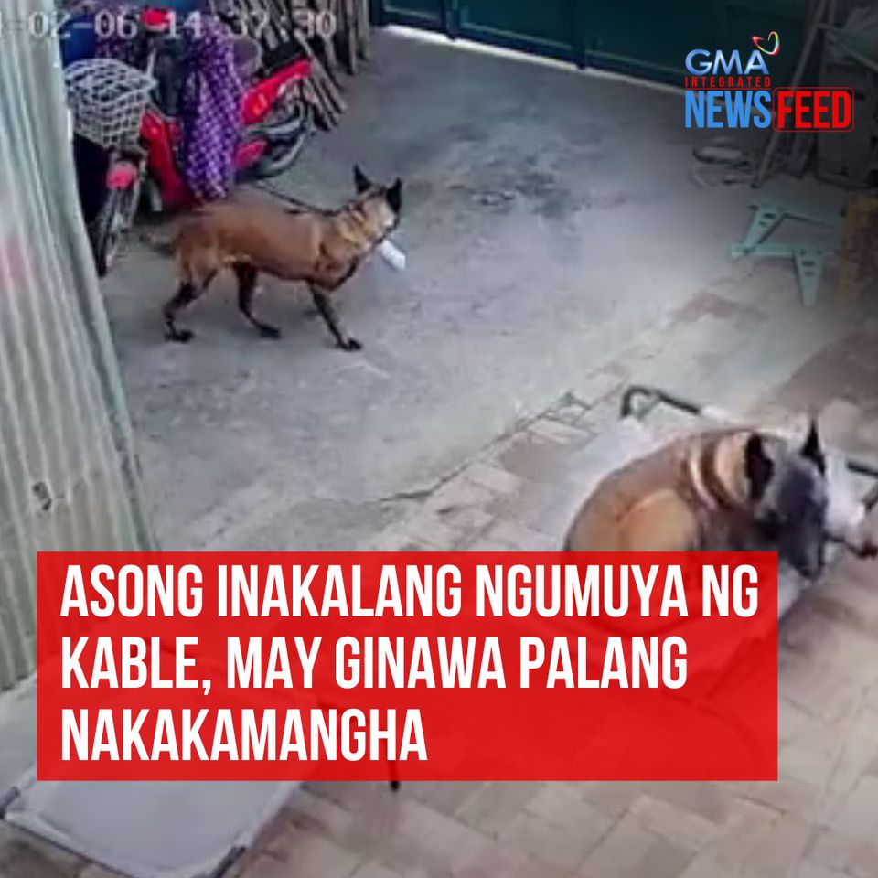 Dogs will always save your life So save them too ARRF DAVAO INC.