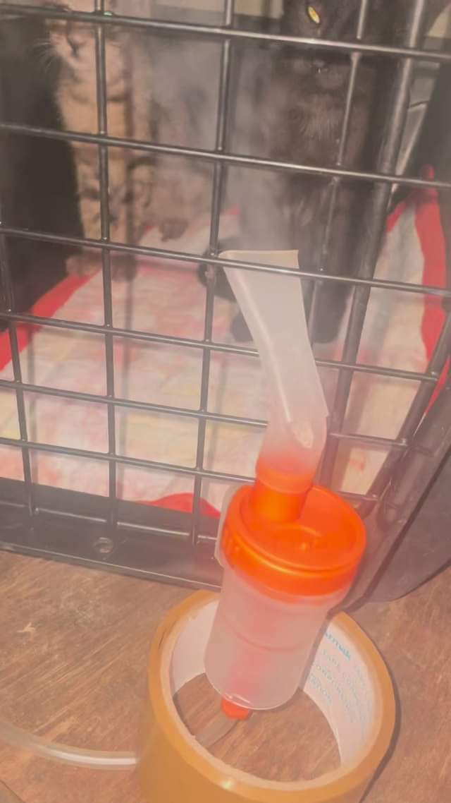 Nebulize sa mga sipunin.      #arrfdavao #animalrescue #animal #rescuedcat