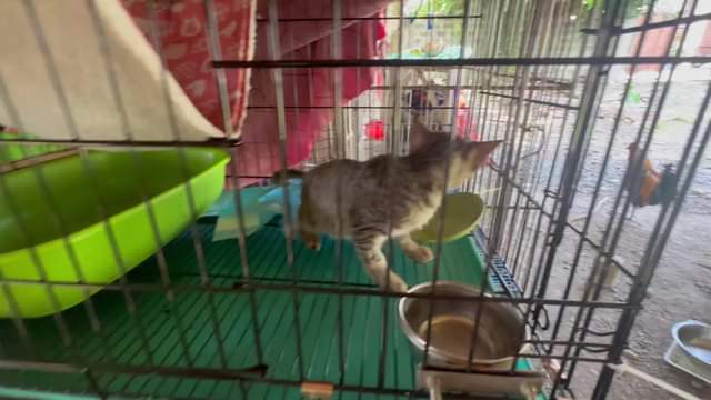 Pahingi wetfood please, padala lang gcash ni mama 09285021446. Salamat tita/tito…