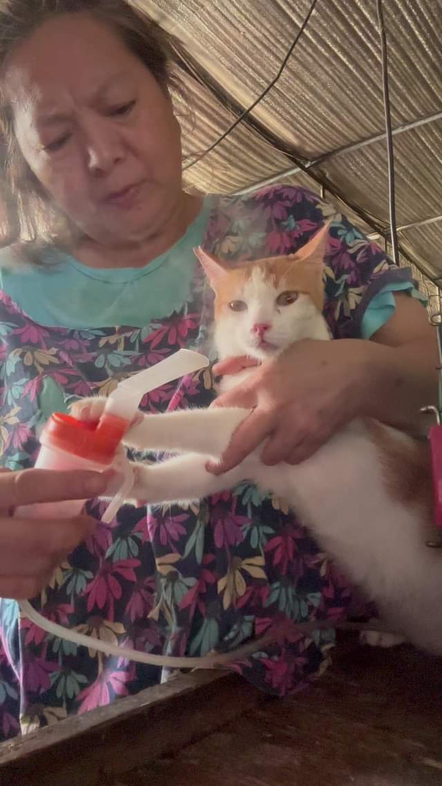 Siya yung maliit na pusa na binalot ko at nag ARRF DAVAO INC.